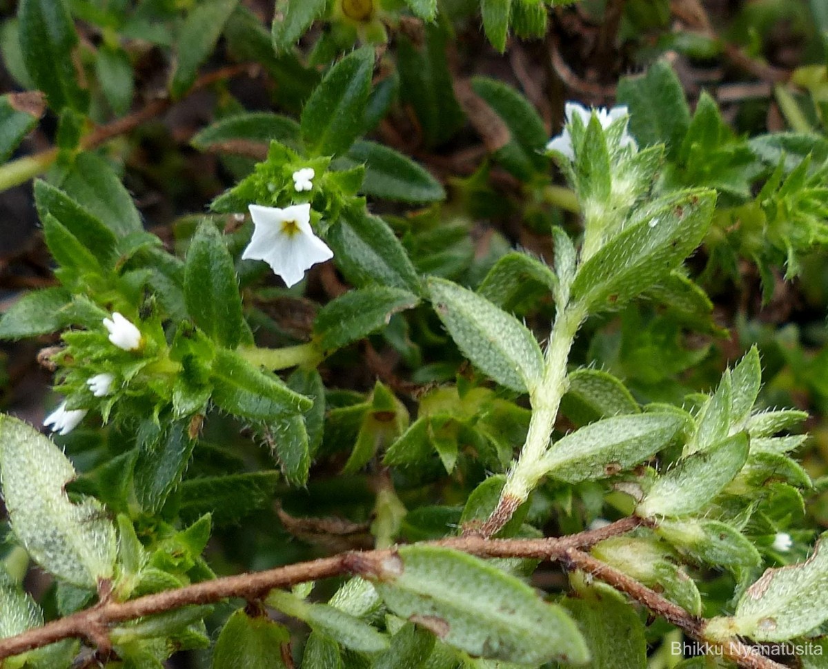 Euploca marifolia (J.Koenig ex Retz.) Ancy & P.Javad